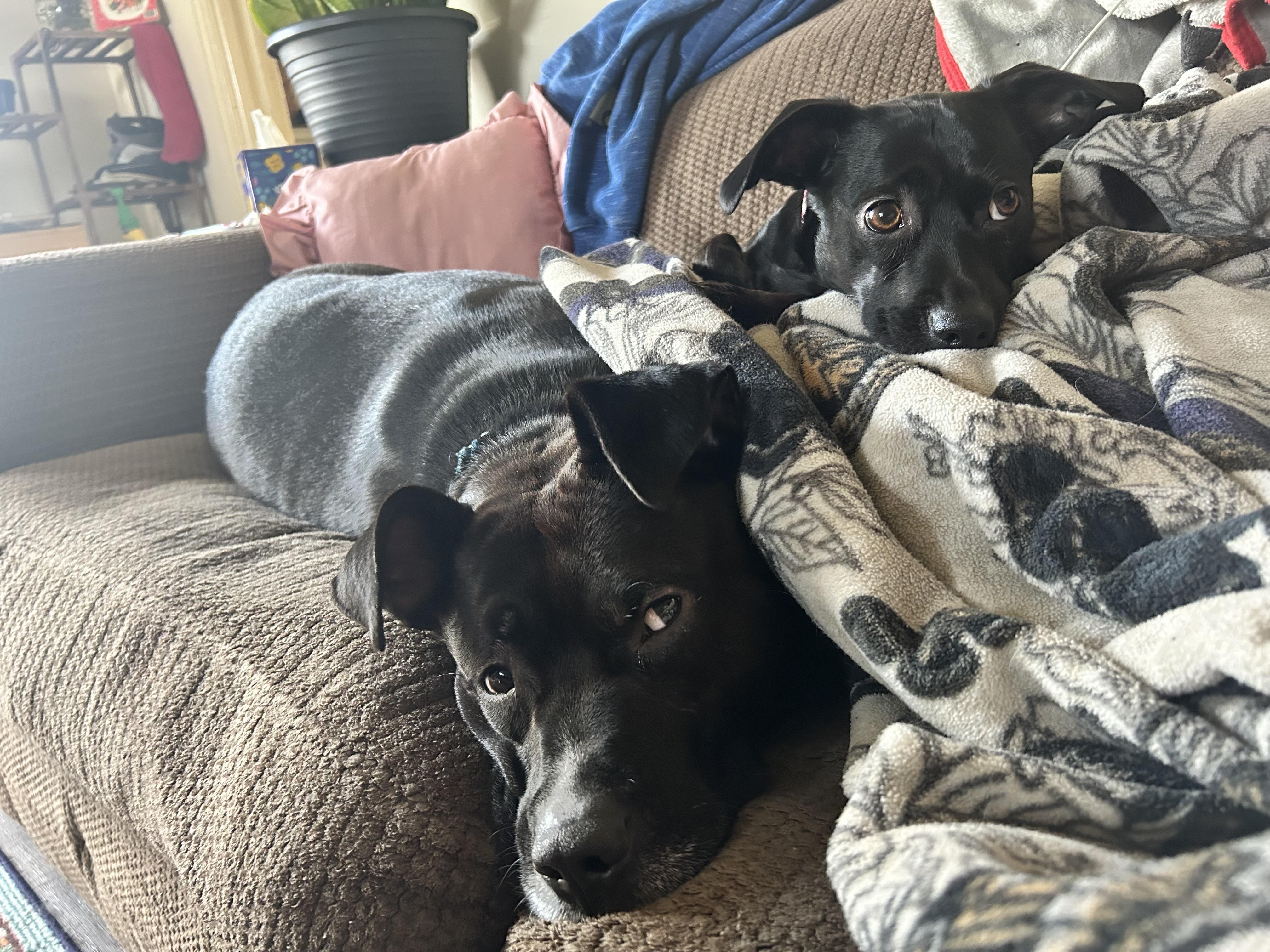 Enlarge Kong, a Adoptable mixed breed in Toledo, OH image 5/6