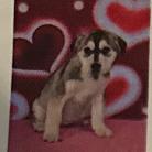 Snow (Besos), Adoptable, Puppy Female Siberian Husky.