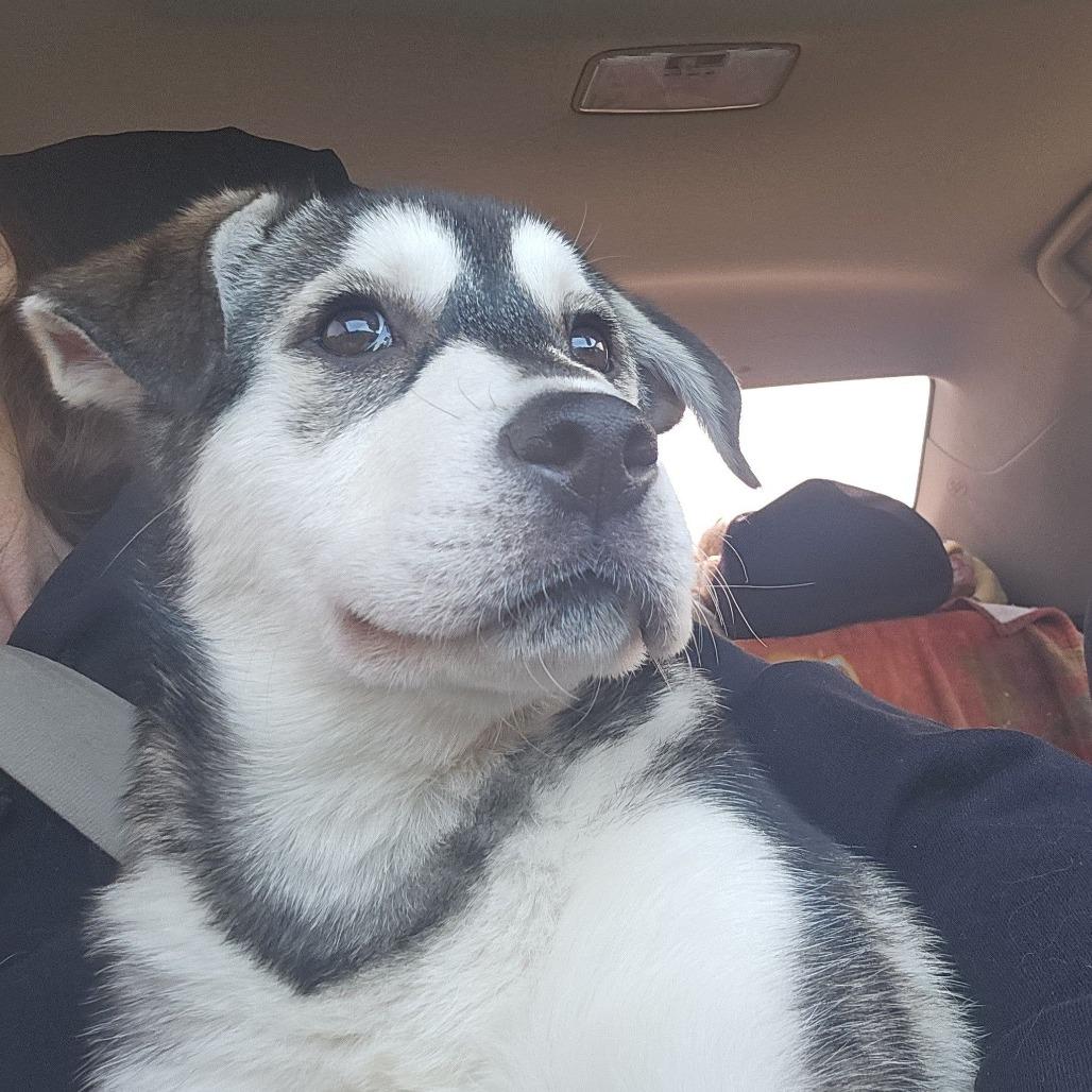 Enlarge Snow (Besos), a Adoptable mixed breed in Myrtle Beach, SC image 2/2