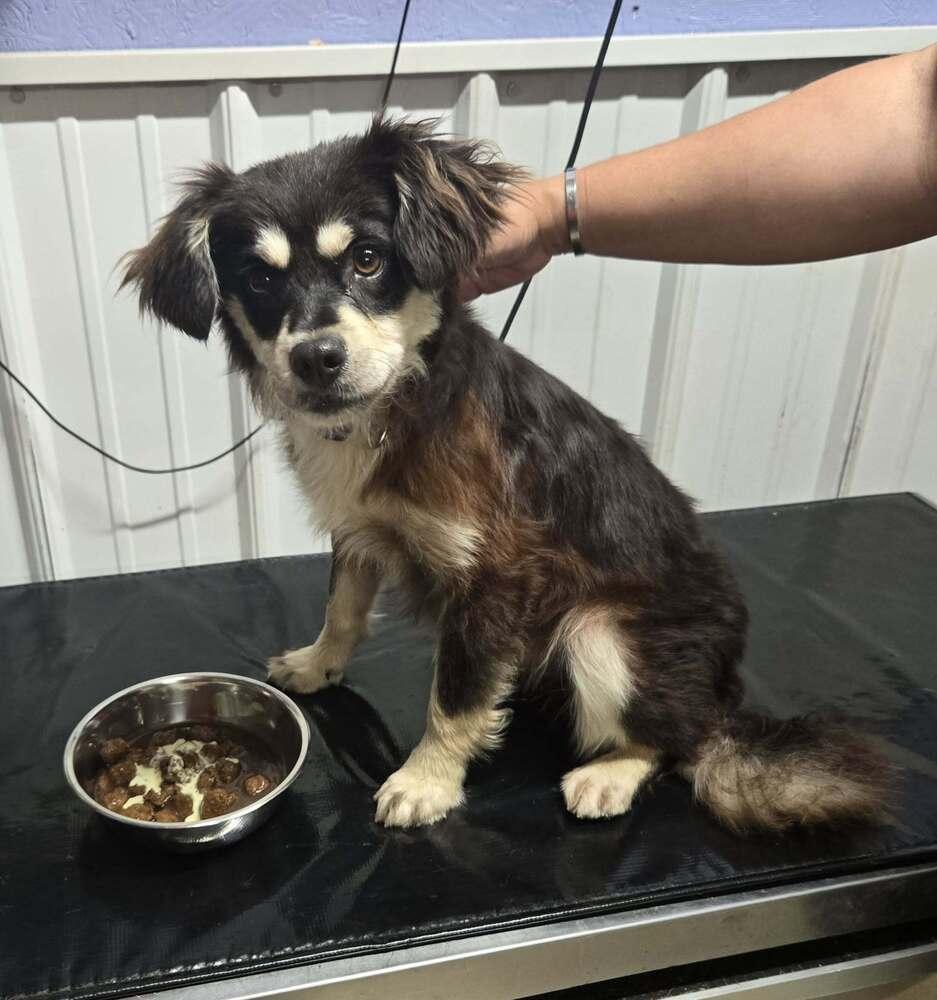 Star, Adoptable, Young Female Terrier.