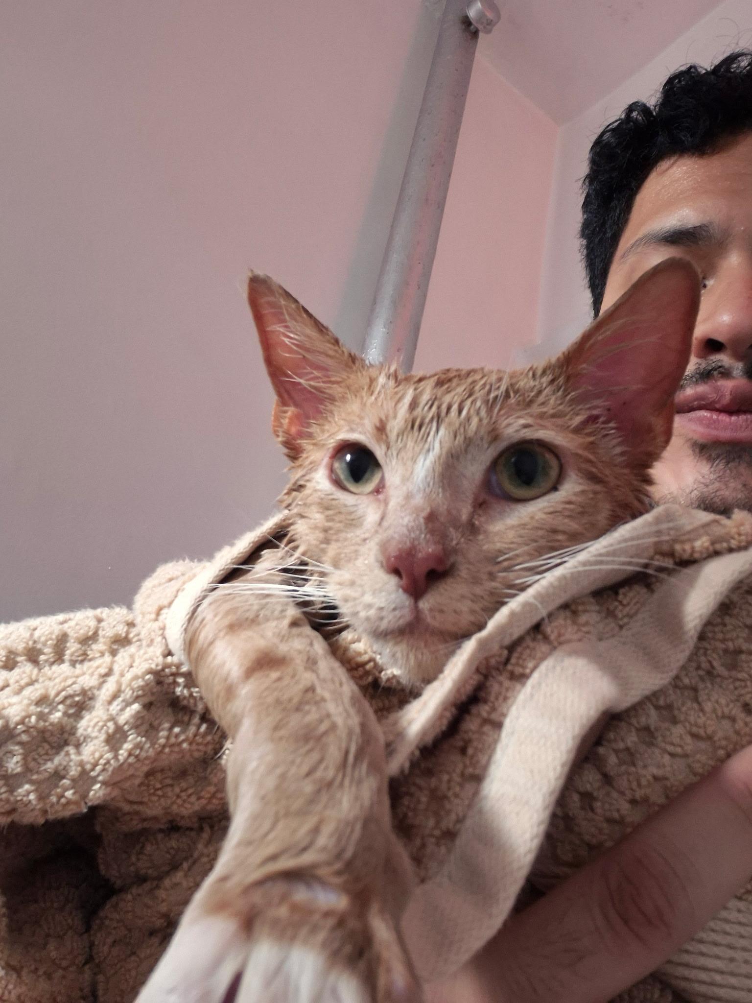 Enlarge Satsuma, an adopted Domestic Short Hair in New York, NY image 3/6