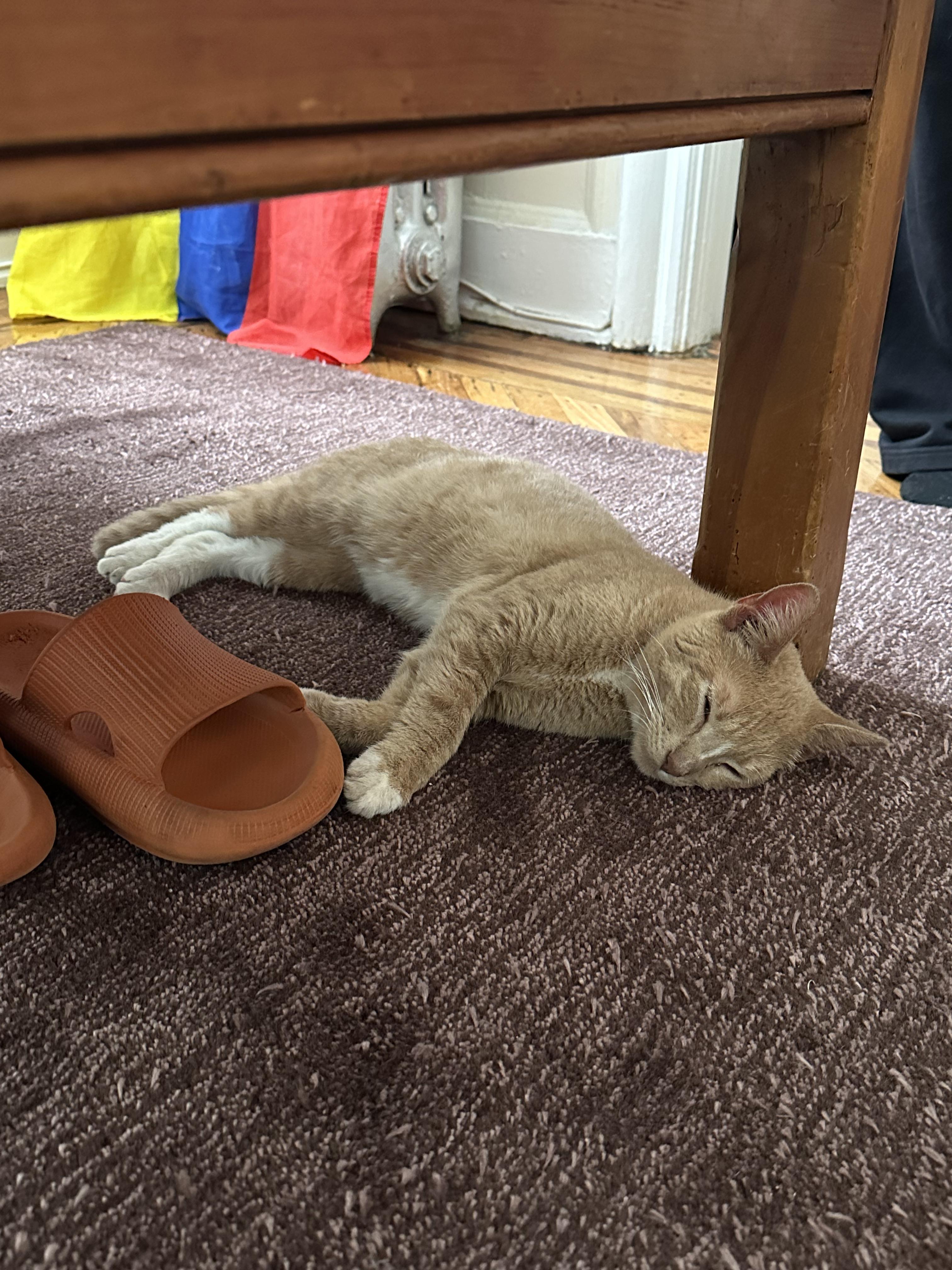 Enlarge Satsuma, an adopted Domestic Short Hair in New York, NY image 6/6