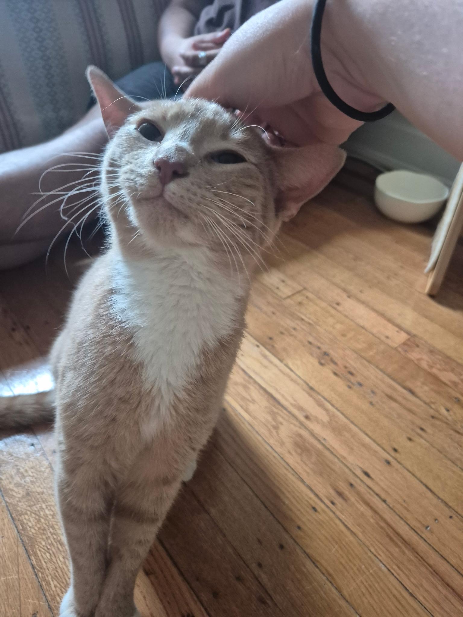 Enlarge Satsuma, an adopted Domestic Short Hair in New York, NY image 1/6