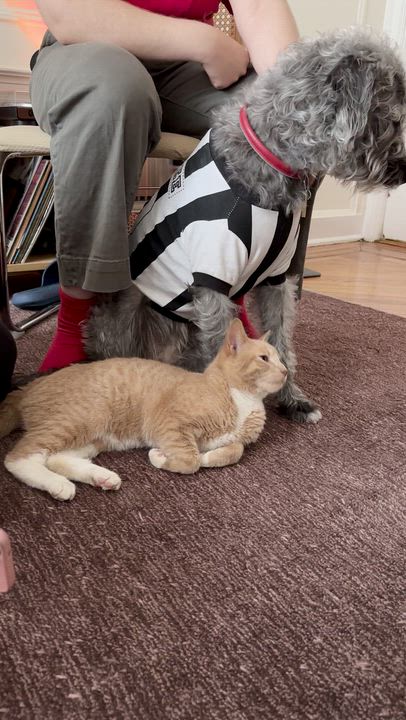 Enlarge Satsuma, an adopted Domestic Short Hair in New York, NY video 5/6