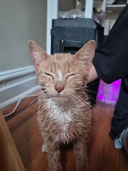 Enlarge Satsuma, an adopted Domestic Short Hair in New York, NY video 2/6
