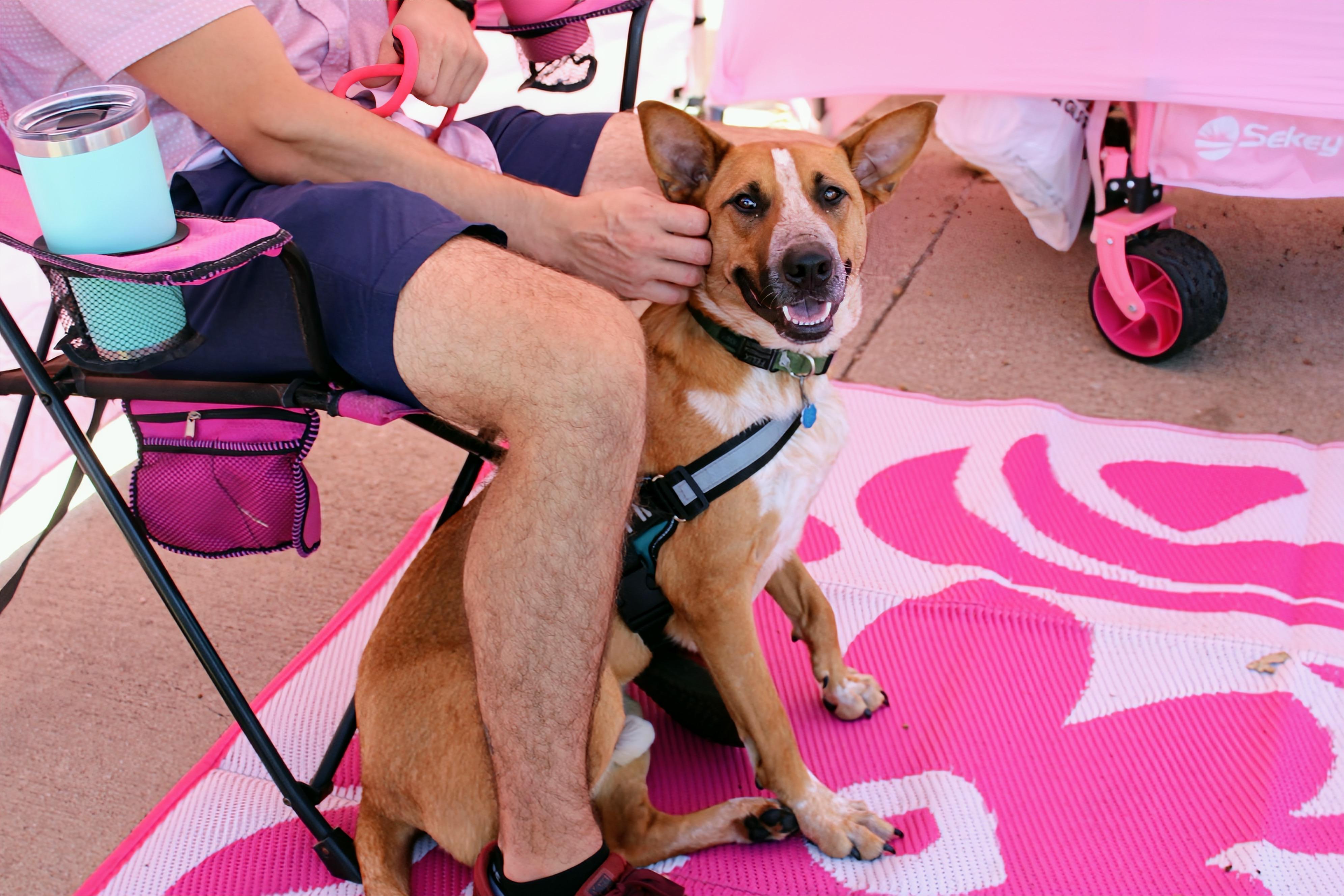 Enlarge Phoenix, a Adoptable mixed breed in Fort Worth, TX image 4/6