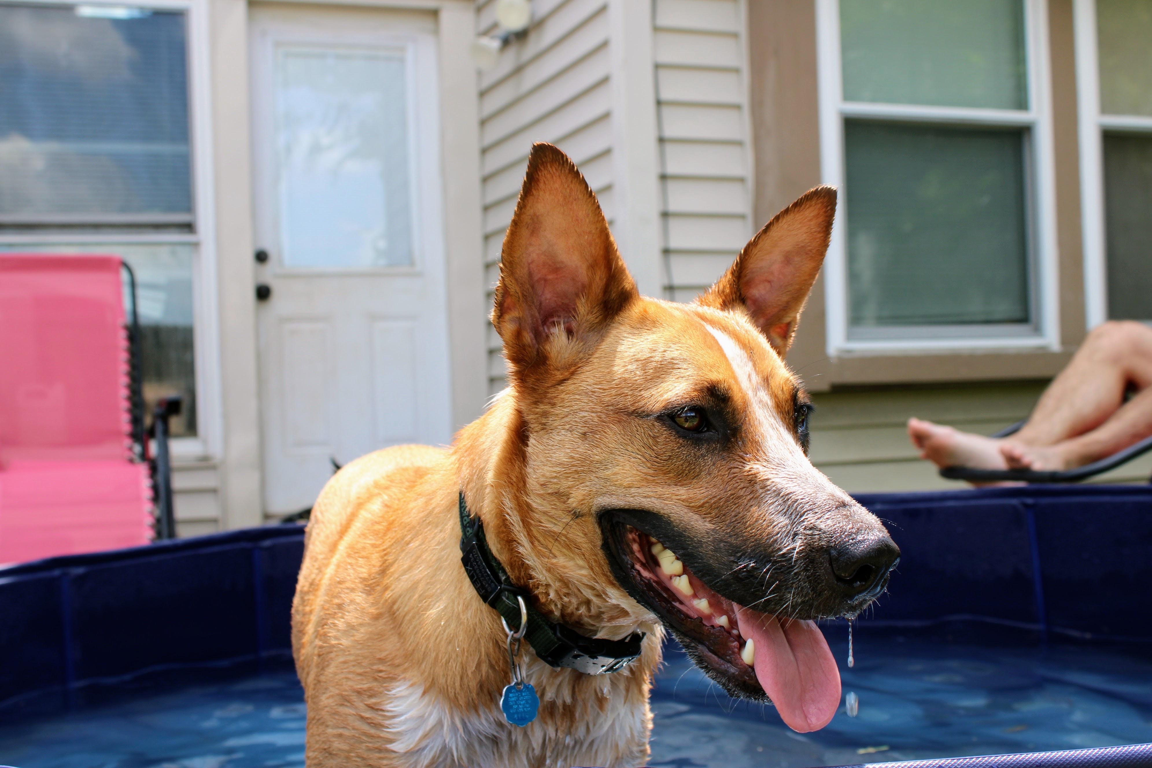 Phoenix, Adoptable, Young Male Australian Cattle Dog / Blue Heeler & Pit Bull Terrier.