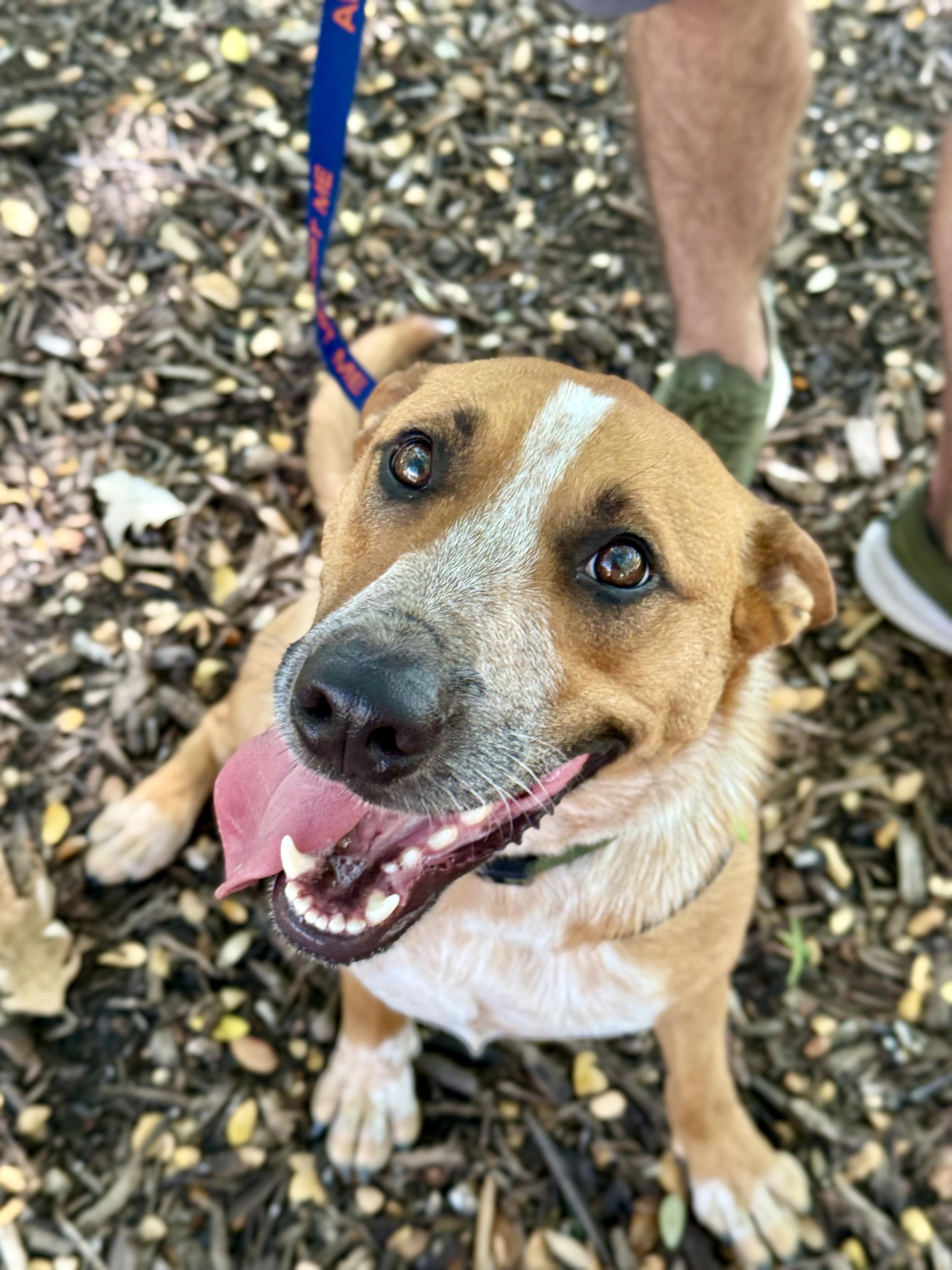 Enlarge Phoenix, a Adoptable mixed breed in Fort Worth, TX image 2/6