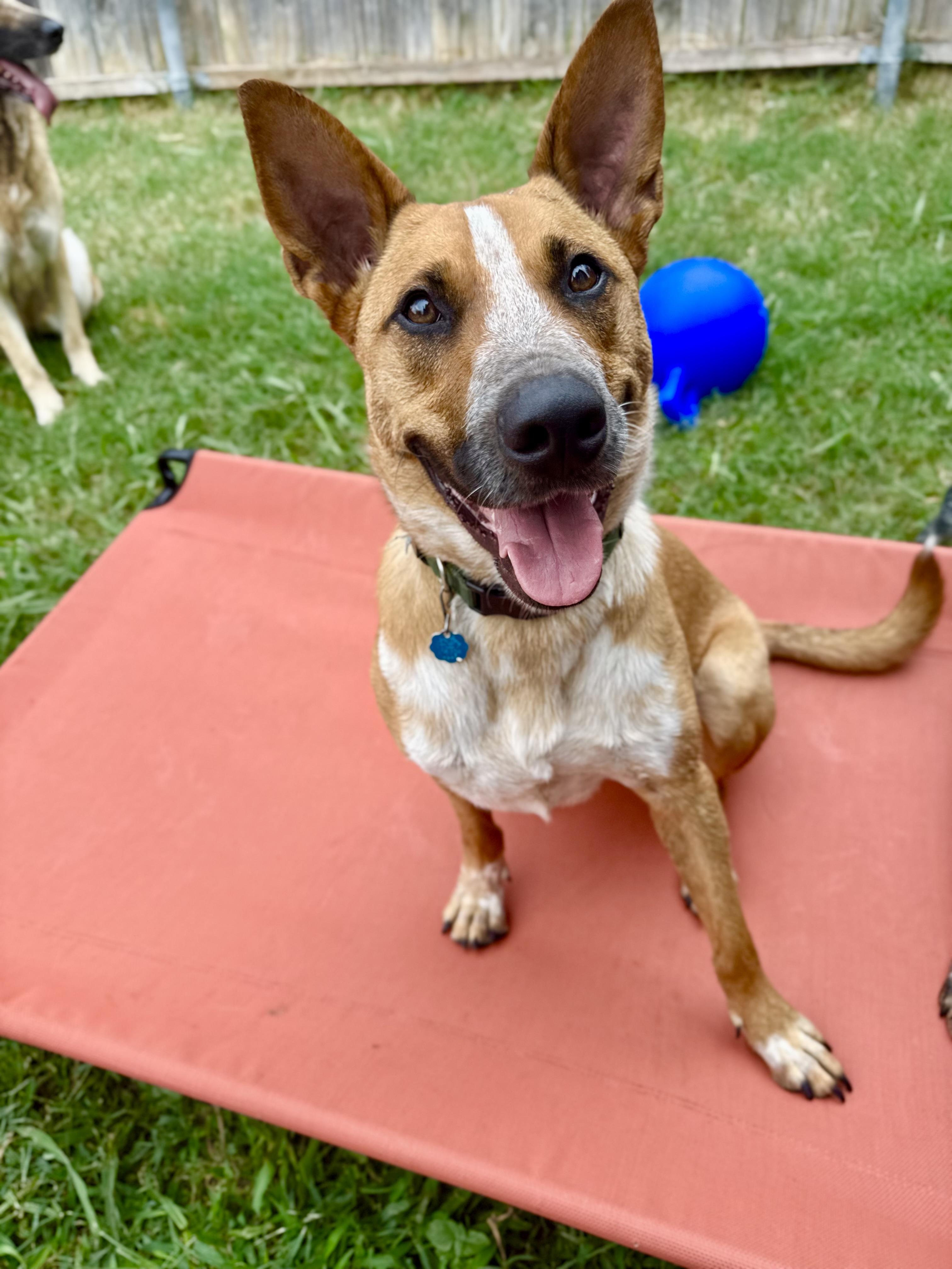 Enlarge Phoenix, a Adoptable mixed breed in Fort Worth, TX image 6/6