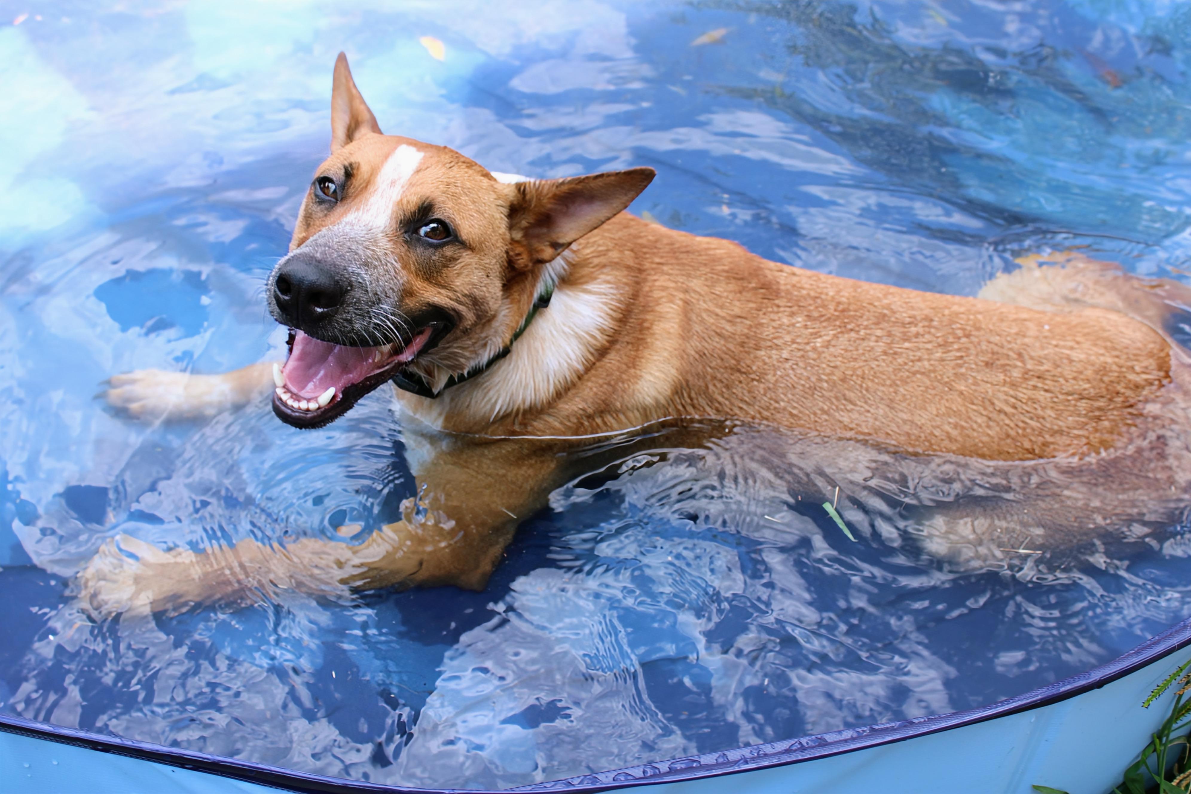 Enlarge Phoenix, a Adoptable mixed breed in Fort Worth, TX image 3/6