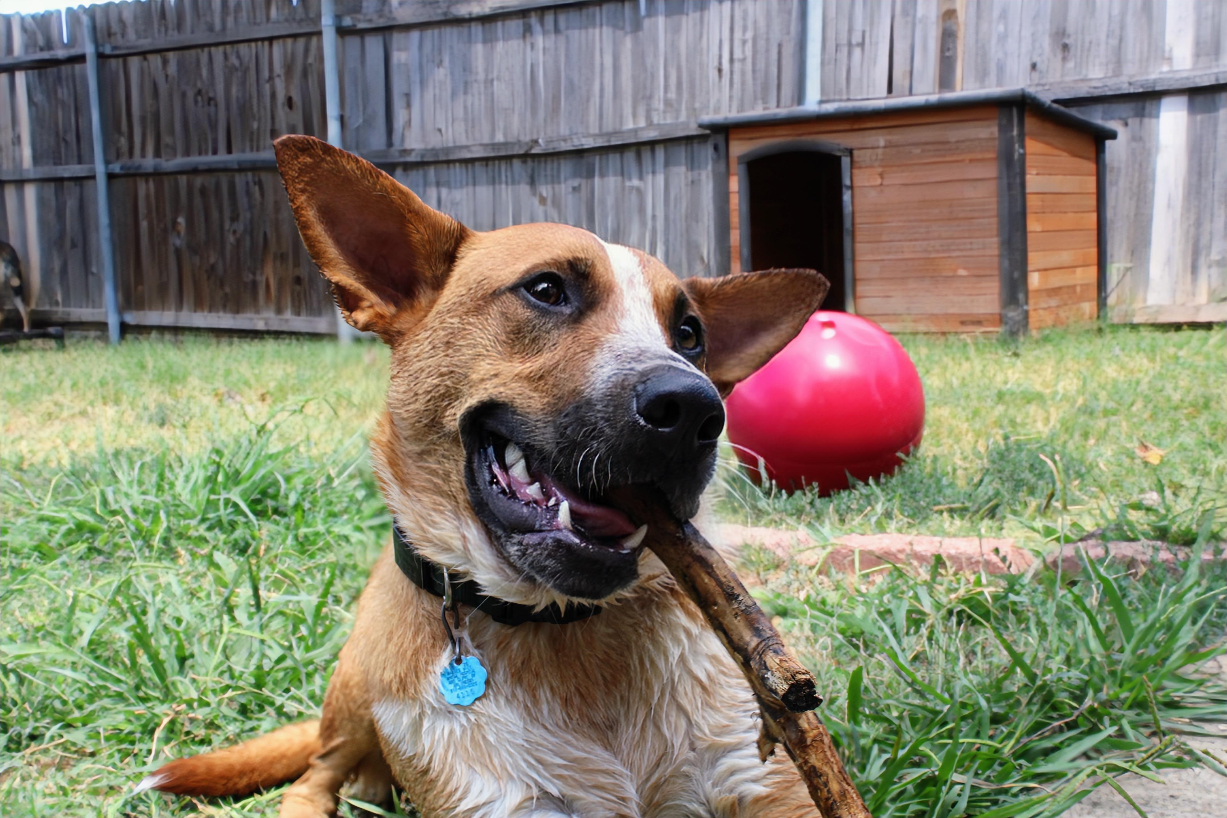 Enlarge Phoenix, a Adoptable mixed breed in Fort Worth, TX image 5/6