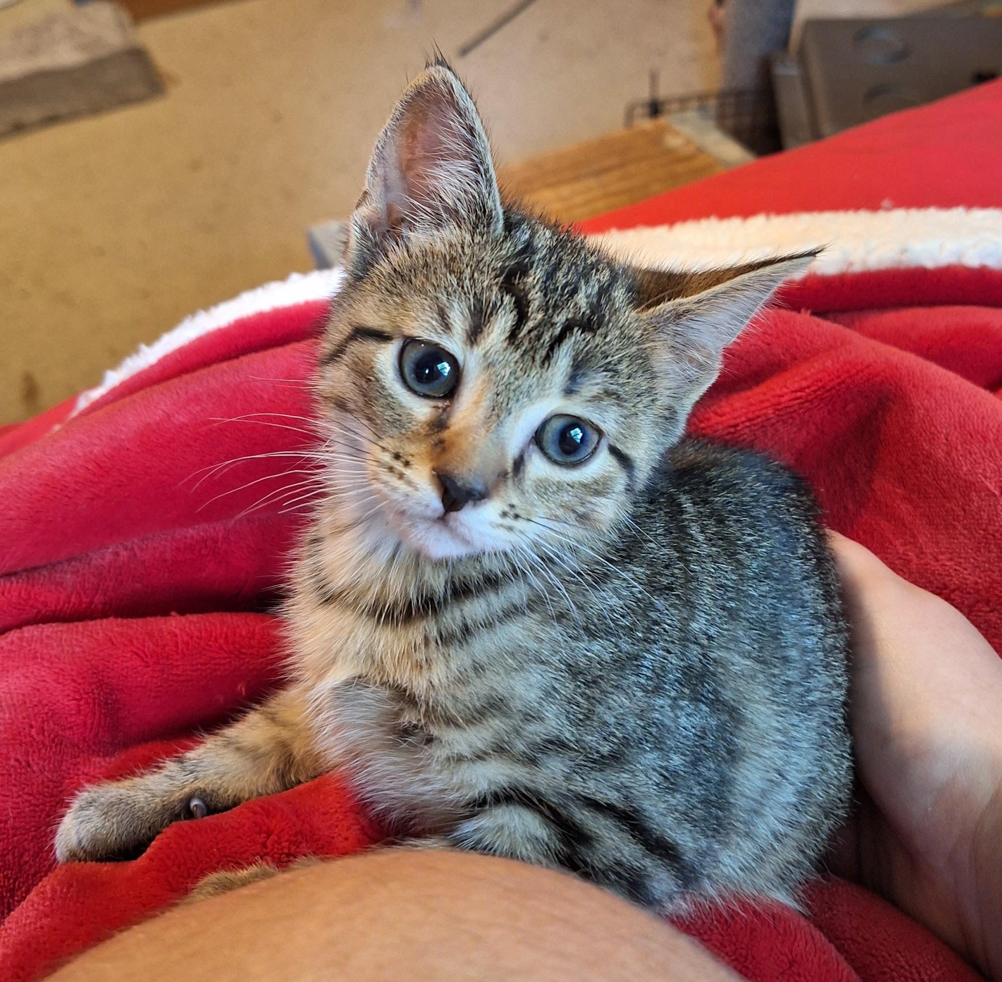Ziti, ADOPTABLE, Kitten Female Tabby.