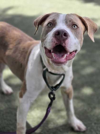 GIZMO, a ADOPTABLE Mixed Breed in Fernandina Beach, FL image 3/4