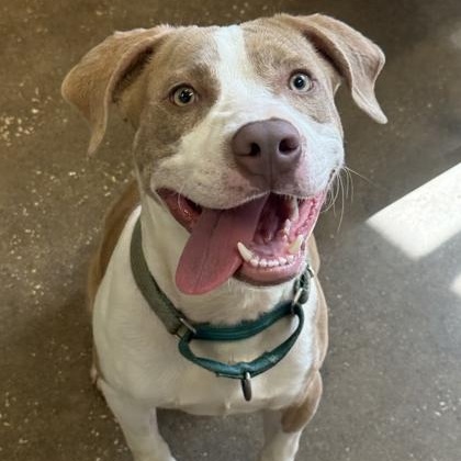 GIZMO, ADOPTABLE, Young Male Mixed Breed.