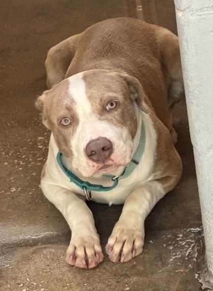GIZMO, a ADOPTABLE Mixed Breed in Fernandina Beach, FL image 2/4