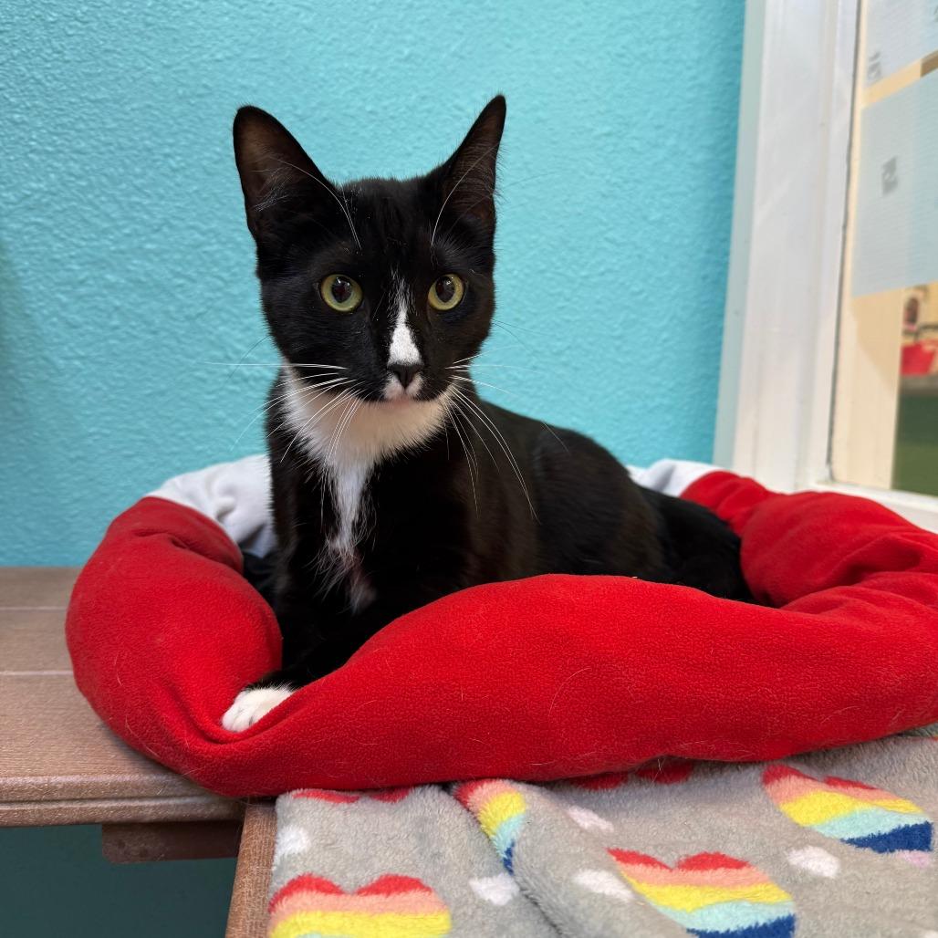 Bat Mobile, Adoptable, Young Male Domestic Short Hair.