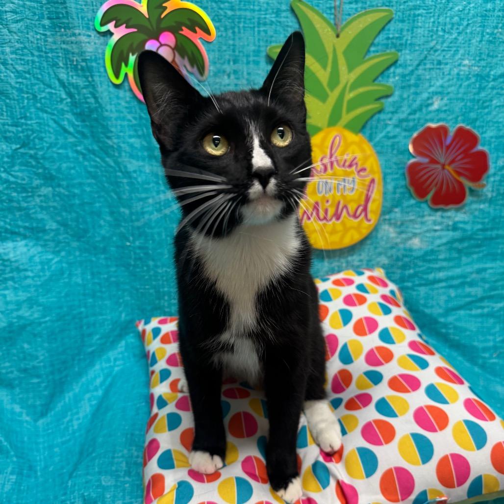 Enlarge Bat Mobile, a Adoptable Domestic Short Hair in Fresno, CA image 2/3
