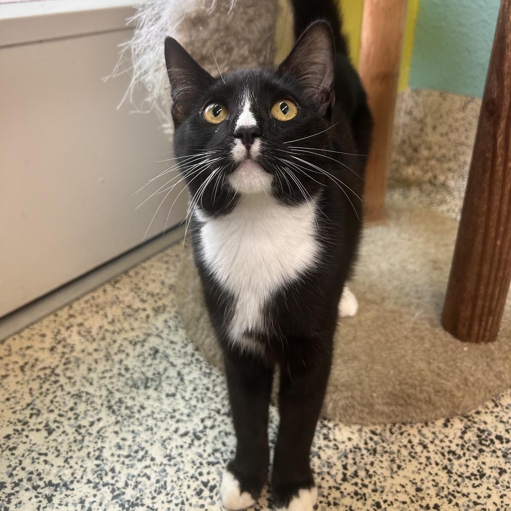 Enlarge Bat Mobile, a Adoptable Domestic Short Hair in Fresno, CA image 3/3