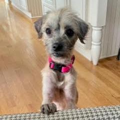 Adele D67796, Adoptable, Young Female Yorkshire Terrier & Poodle.