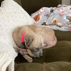 Enlarge Adele D67796, a Adoptable mixed breed in Minnetonka, MN image 2/6