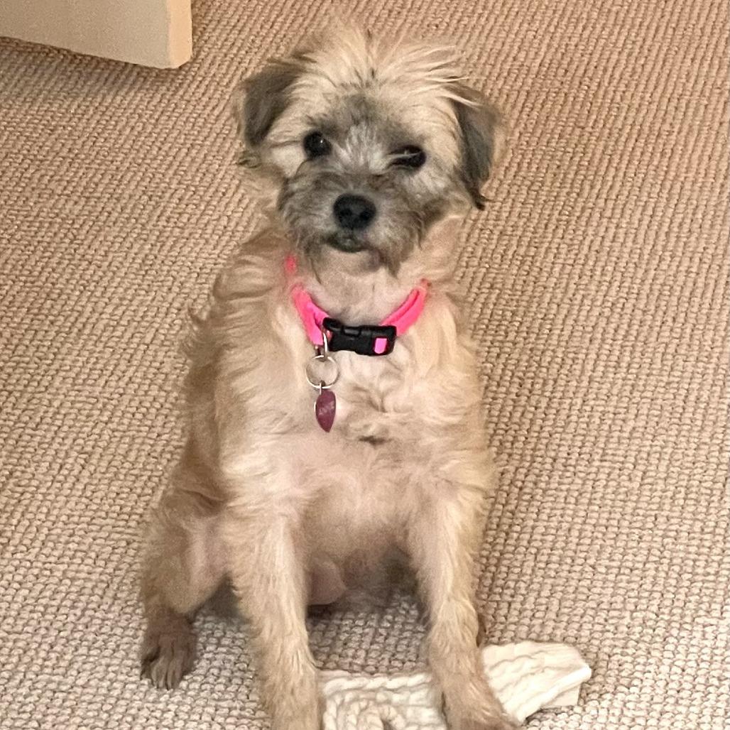 Enlarge Adele D67796, a Adoptable mixed breed in Minnetonka, MN image 3/6