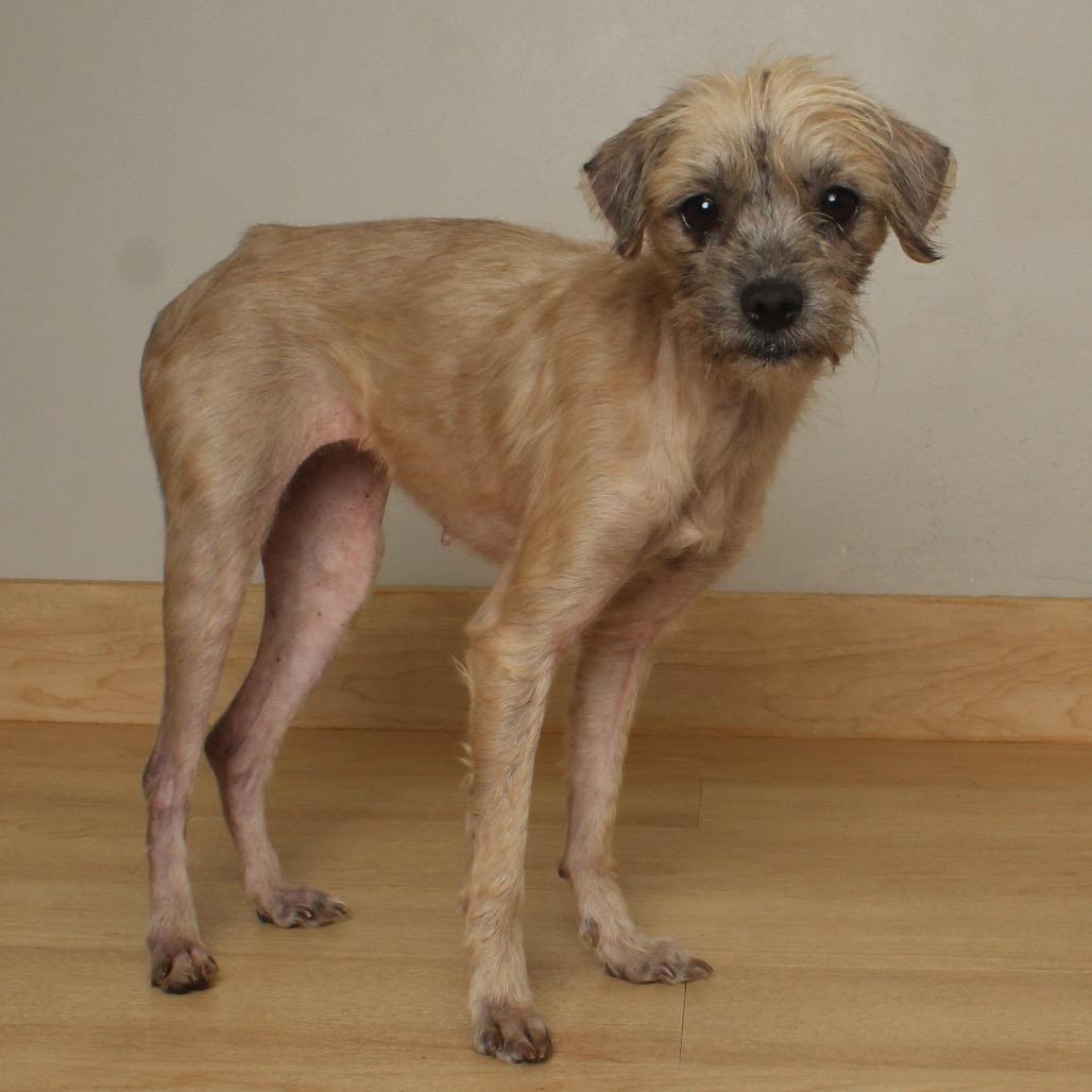 Enlarge Adele D67796, a Adoptable mixed breed in Minnetonka, MN image 4/6