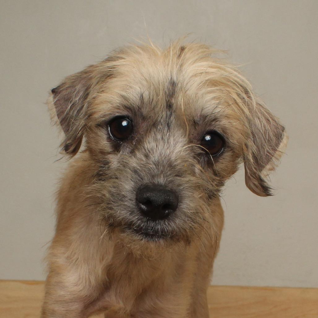 Enlarge Adele D67796, a Adoptable mixed breed in Minnetonka, MN image 5/6