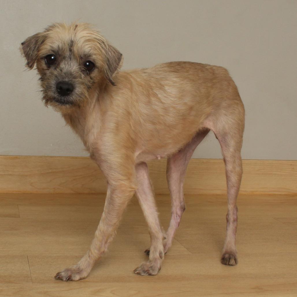 Enlarge Adele D67796, a Adoptable mixed breed in Minnetonka, MN image 6/6