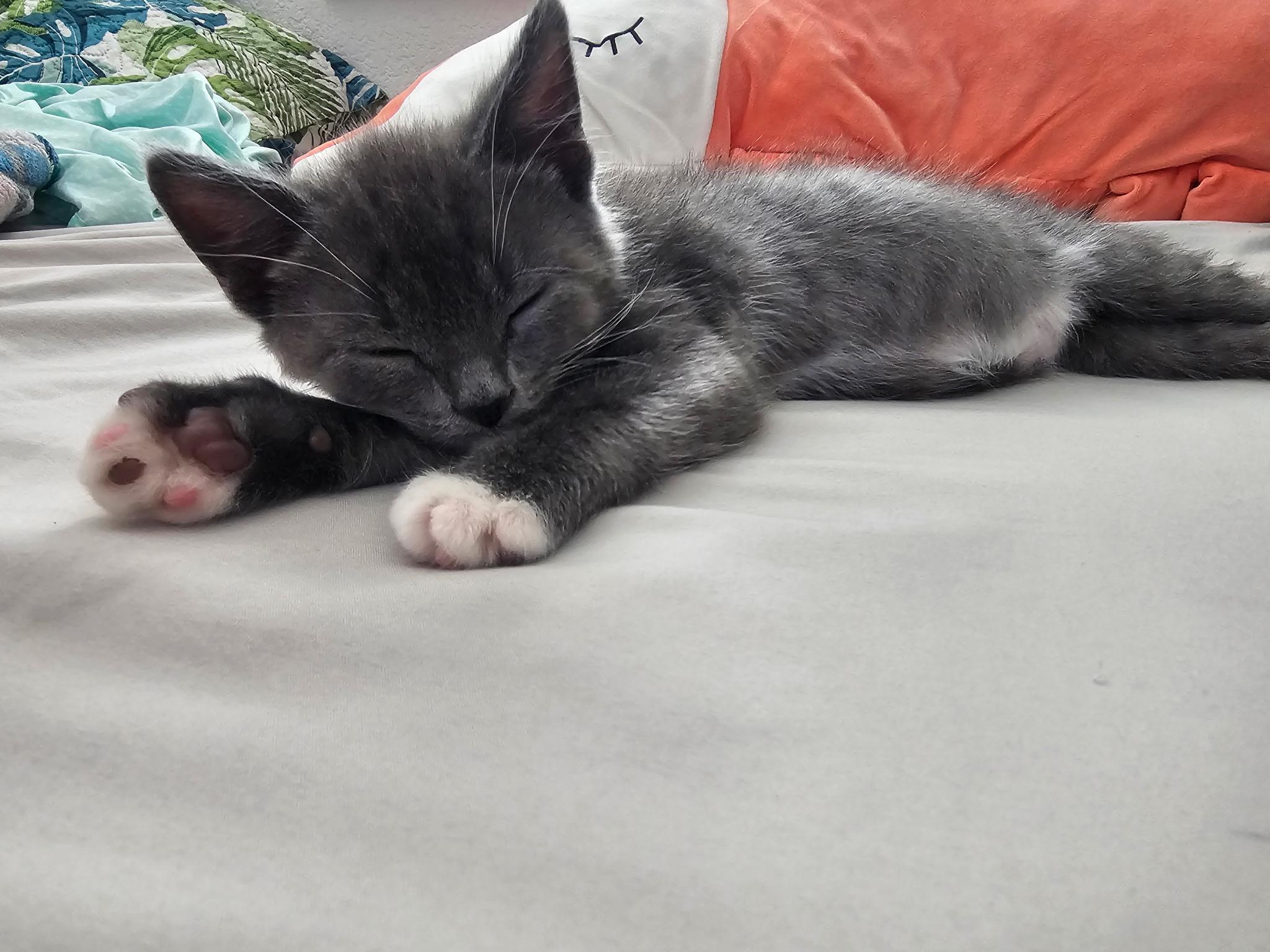 Cole, ADOPTABLE, Kitten Male Domestic Short Hair.