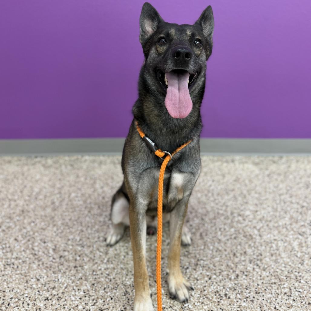 AMADEUS, Adoptable, Adult Male Shepherd & Mixed Breed.