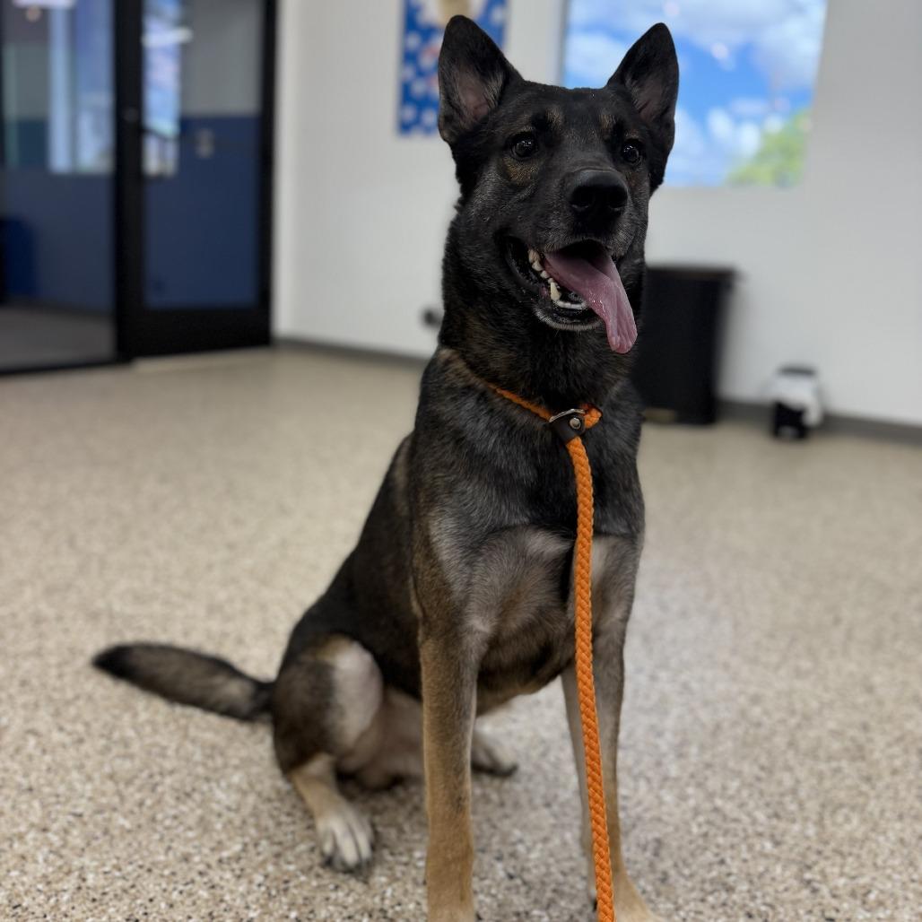 Enlarge AMADEUS, a Adoptable mixed breed in Bullhead City, AZ image 2/2