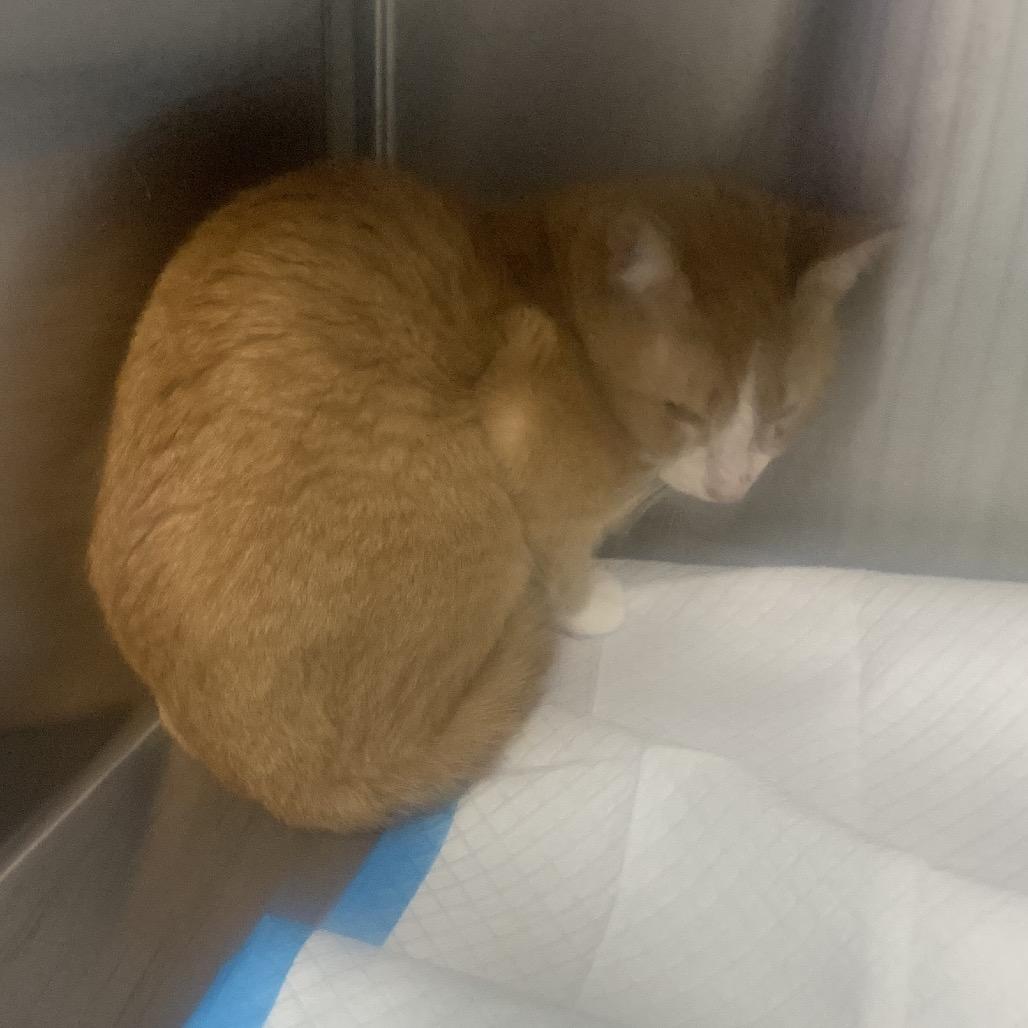 Enlarge Joe Jr, a Adoptable Domestic Short Hair in Greensboro, NC image 1/2