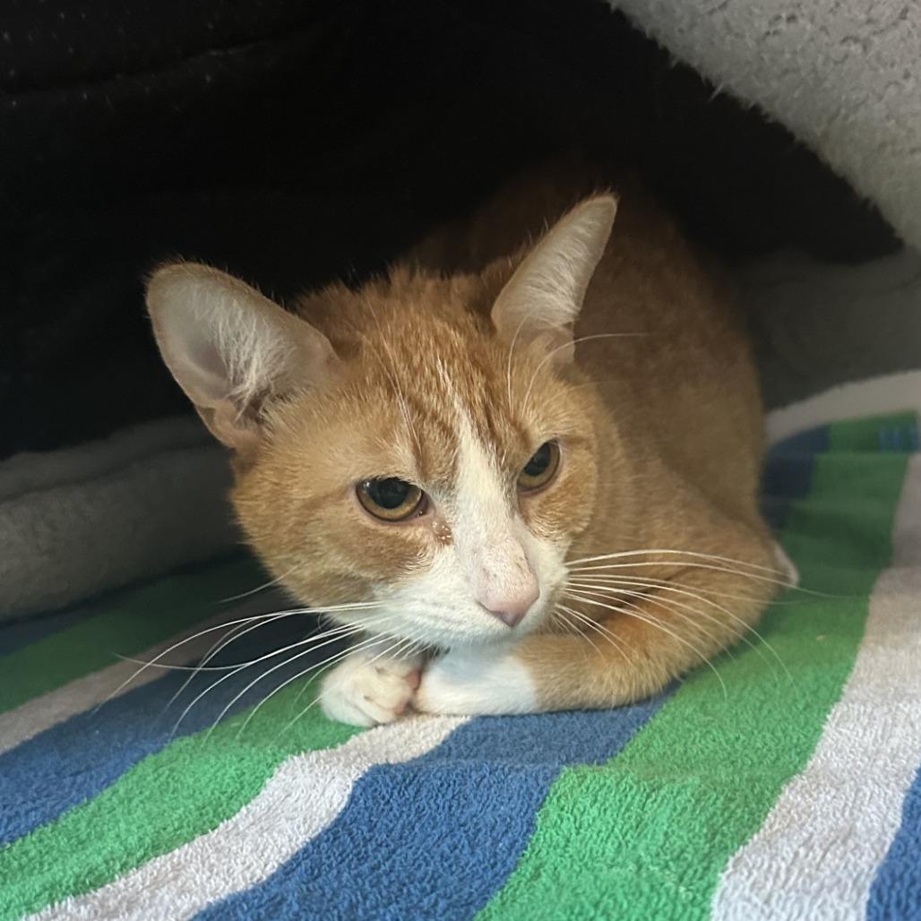 Enlarge Joe Jr, a Adoptable Domestic Short Hair in Greensboro, NC image 2/5