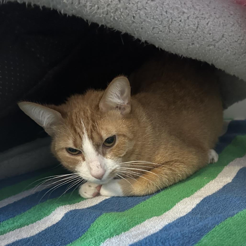 Enlarge Joe Jr, a Adoptable Domestic Short Hair in Greensboro, NC image 3/5