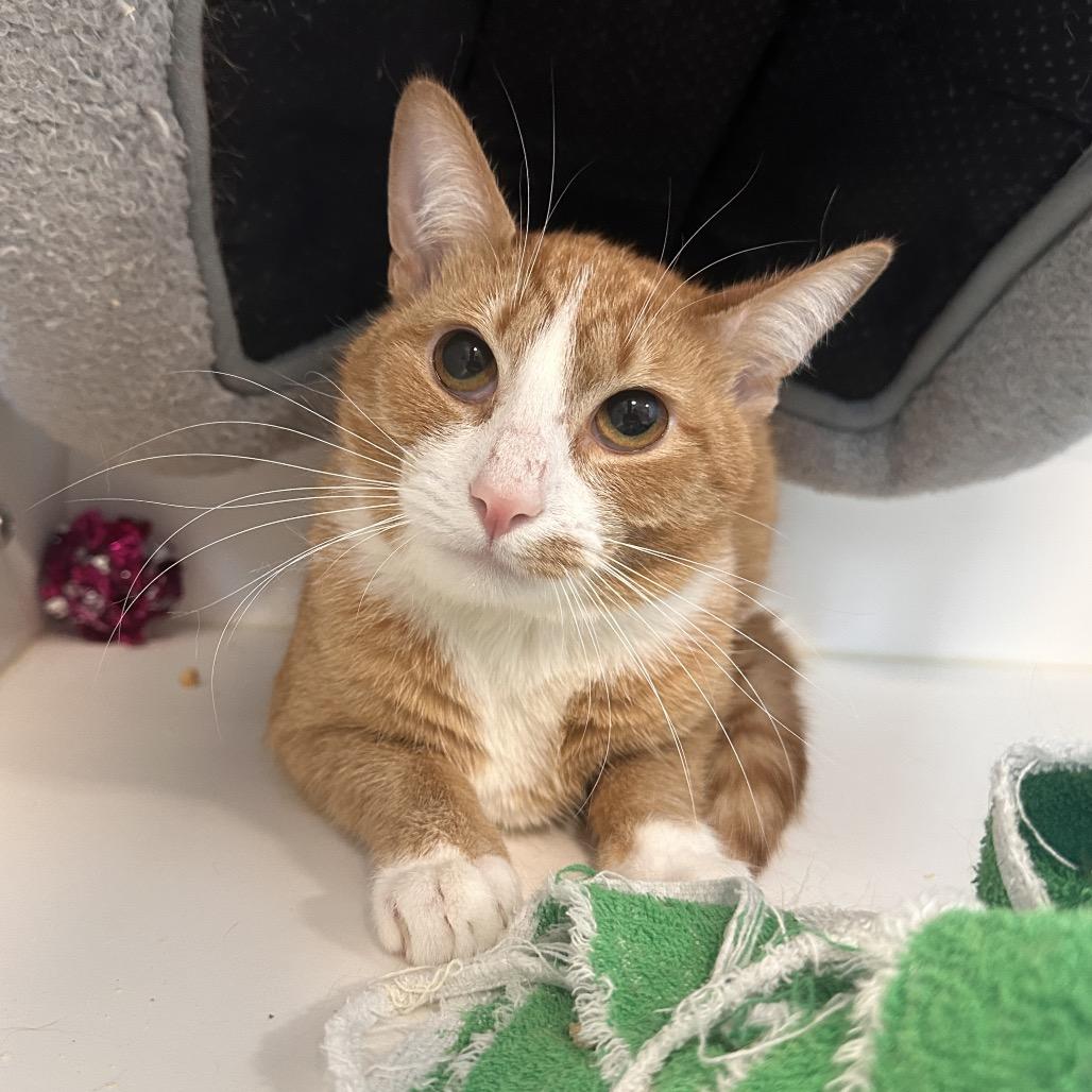 Enlarge Joe Jr, a Adoptable Domestic Short Hair in Greensboro, NC image 4/5