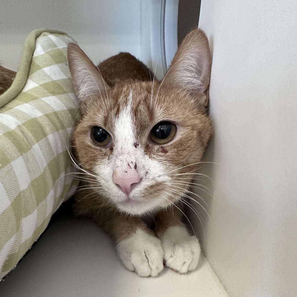 Enlarge Joe Jr, a Adoptable Domestic Short Hair in Greensboro, NC image 2/2