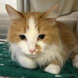 Enlarge Momo, an adopted Domestic Long Hair in Lansing, MI image 1/1