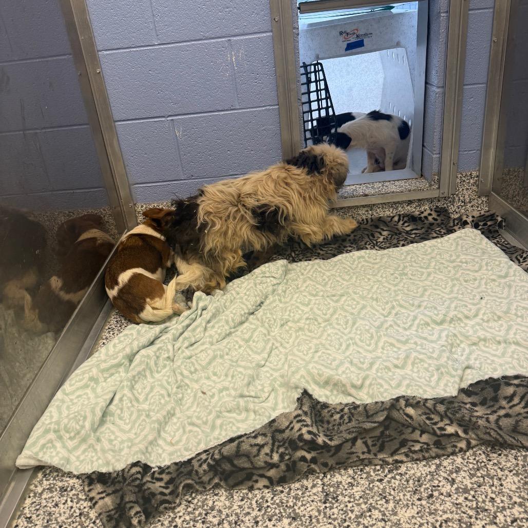 Scottie, Adoptable, Adult Male Mixed Breed & Mixed Breed.