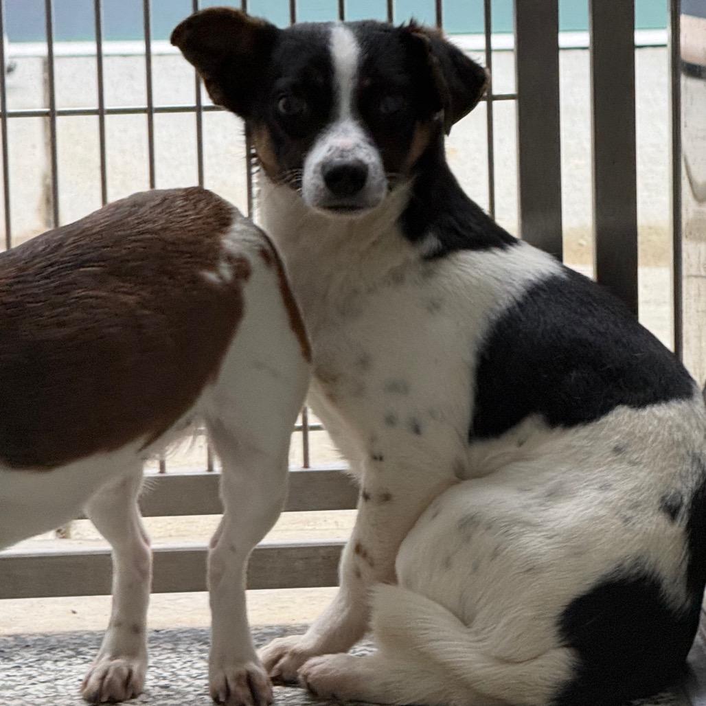 Enlarge Scottie, a Adoptable mixed breed in Madisonville, TN image 2/2