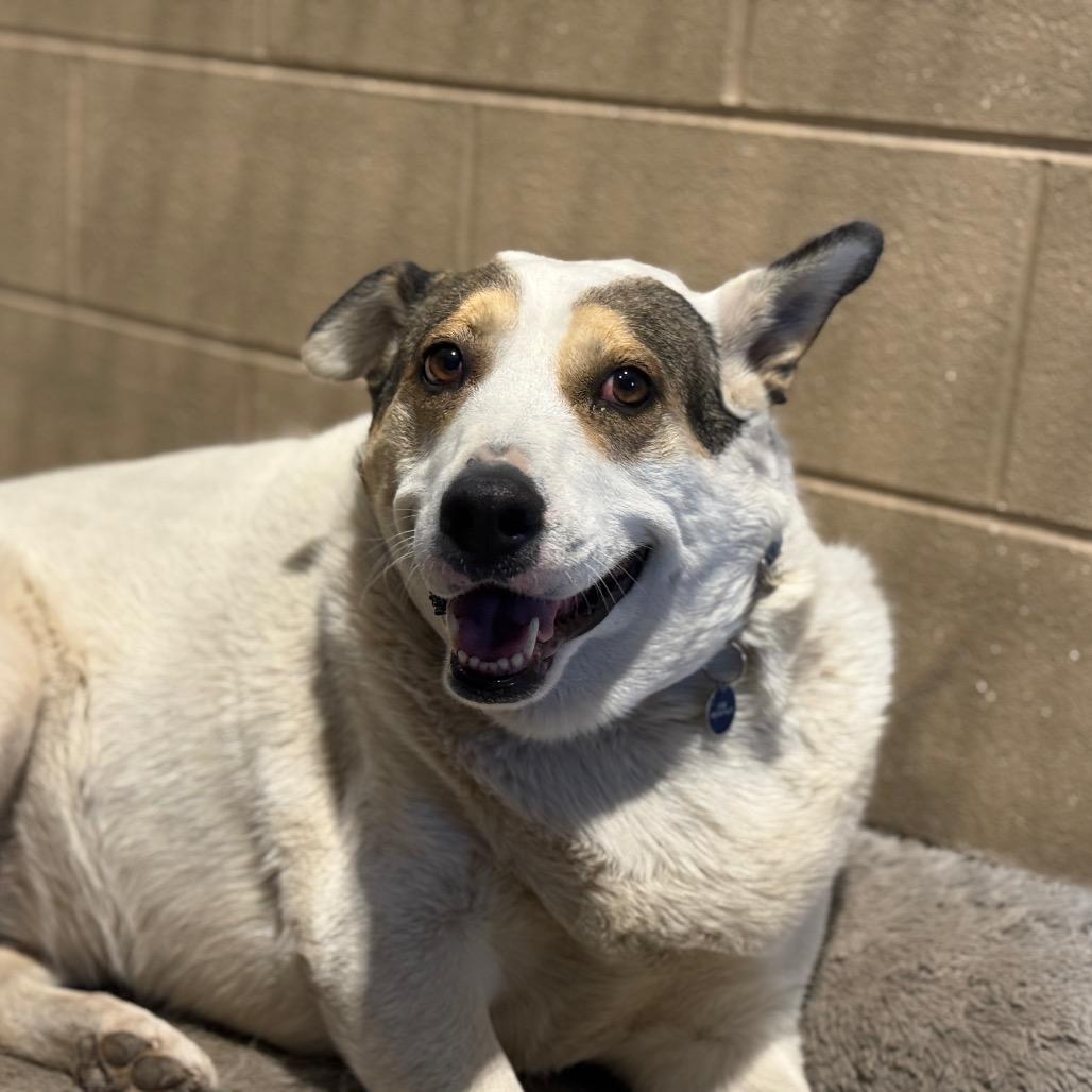 Enlarge Tierra, a Adoptable mixed breed in Glenwood Springs, CO image 1/3