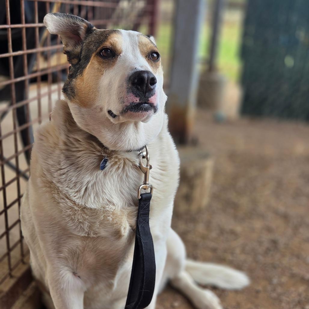Enlarge Tierra, a Adoptable mixed breed in Glenwood Springs, CO image 2/3