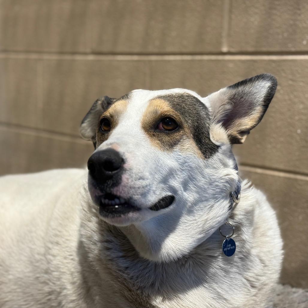 Enlarge Tierra, a Adoptable mixed breed in Glenwood Springs, CO image 3/3