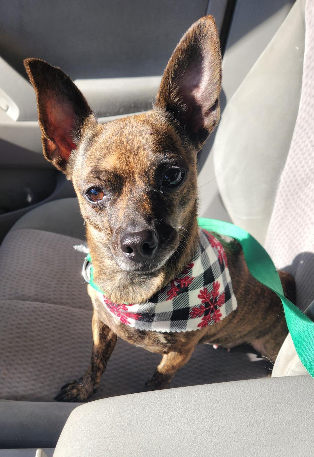 Phoenix, a Adoptable mixed breed in Wichita, KS image 2/2