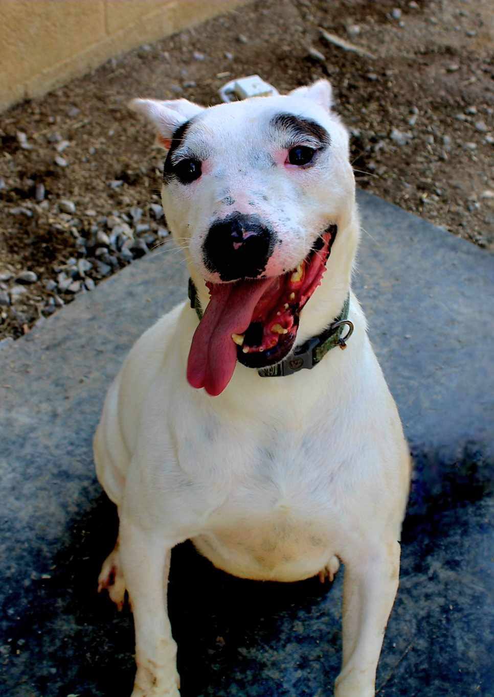 Nipper, Adult Male American Bully
