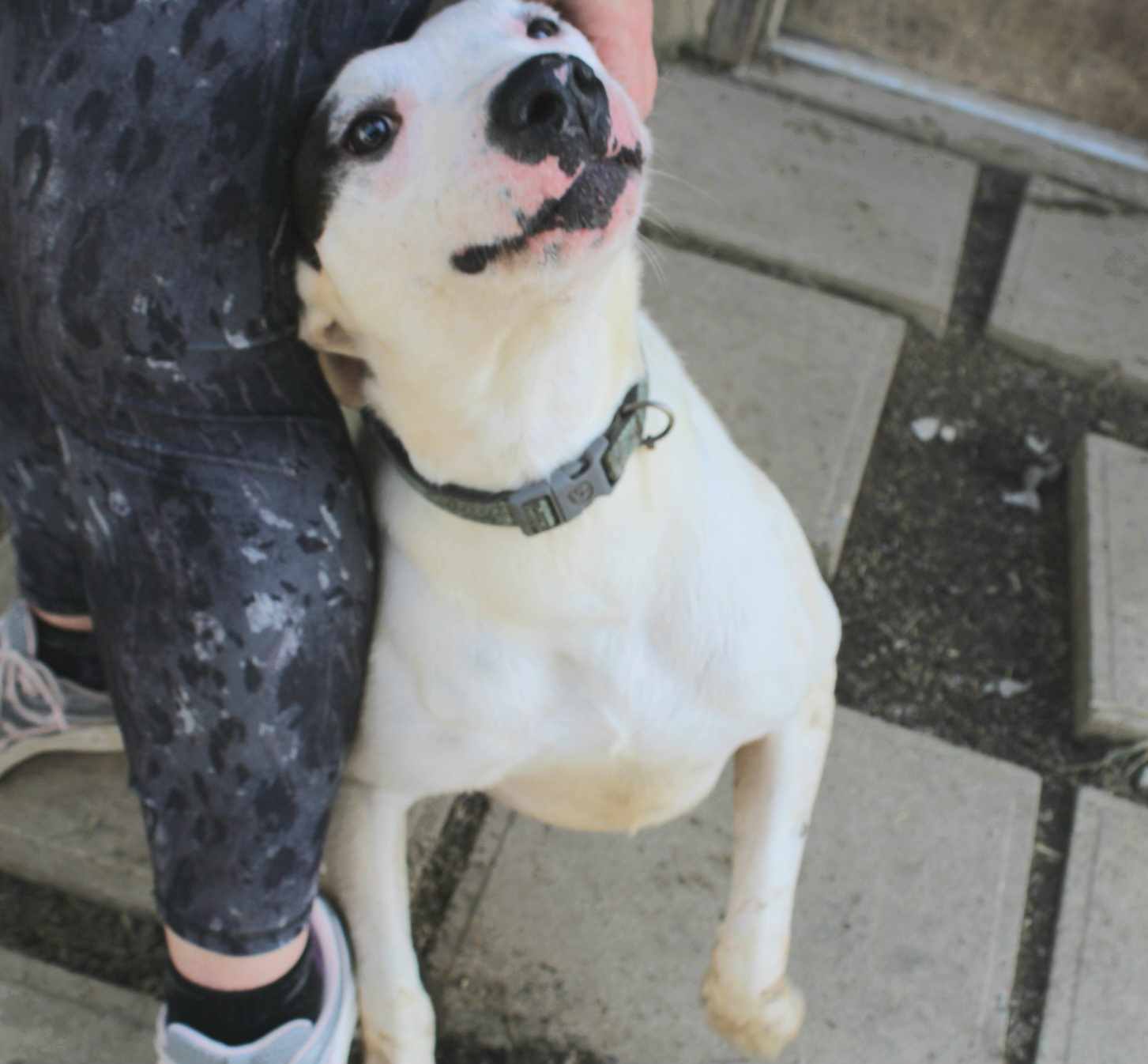 Nipper photo 3