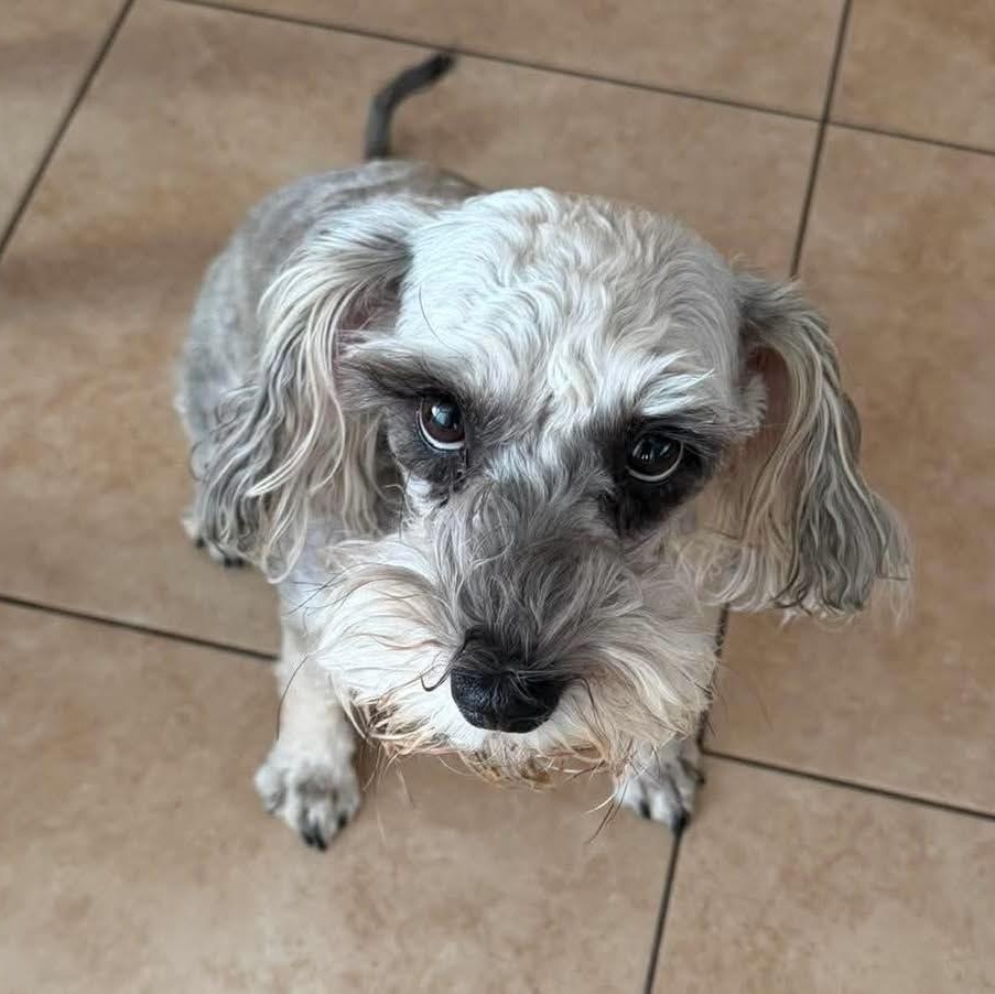 Enlarge Itzel, a ADOPTABLE Miniature Schnauzer in Homer Glen, IL image 4/5