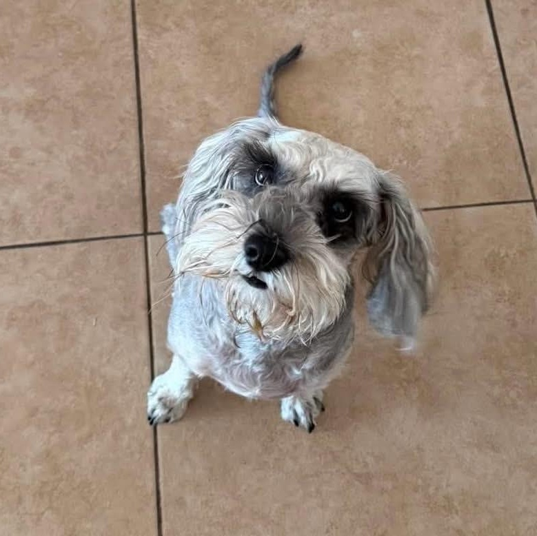 Enlarge Itzel, a ADOPTABLE Miniature Schnauzer in Homer Glen, IL image 3/5