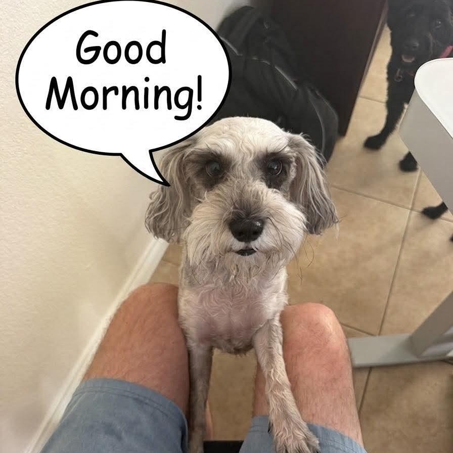 Enlarge Itzel, a ADOPTABLE Miniature Schnauzer in Homer Glen, IL image 2/5