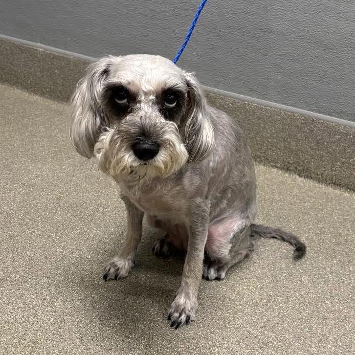Itzel, ADOPTABLE, Adult Female Miniature Schnauzer.