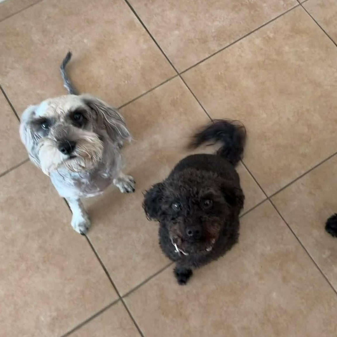 Enlarge Itzel, a ADOPTABLE Miniature Schnauzer in Homer Glen, IL image 5/5